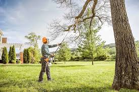 How Our Tree Care Process Works  in Bloomfield, NY